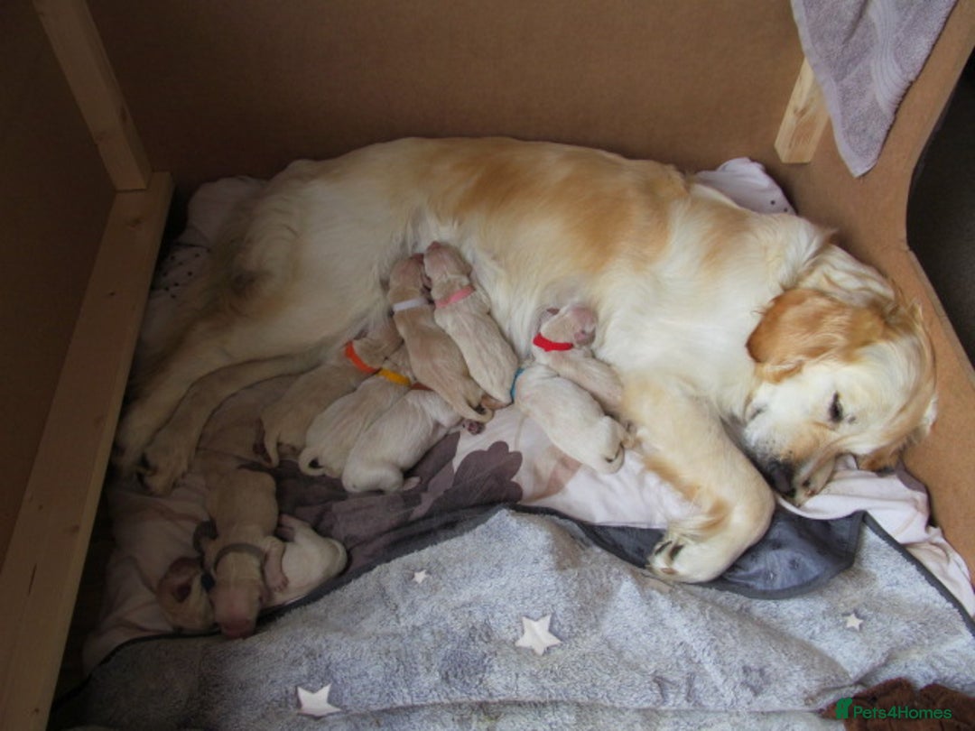 Golden Retriever dogs for sale: Stunning Golden Retriever Puppies - Image 3