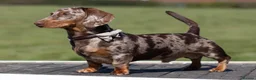 Miniature Dachshund dogs for stud: Dachshund Stud Available  - Advert 6