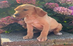 Labrador Retriever dogs for sale: Kc registered Labrador Retrievers - Image 22