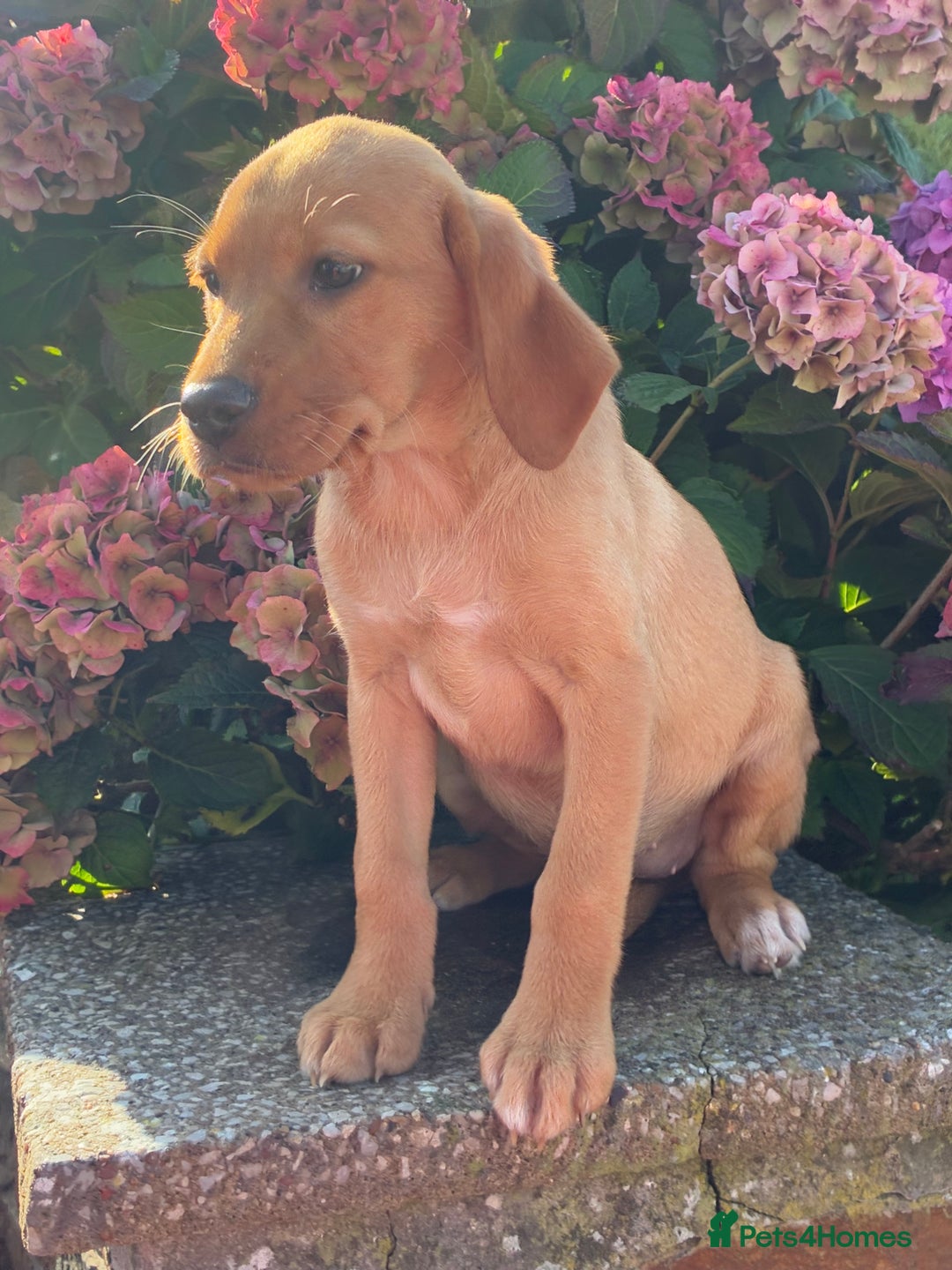 Labrador Retriever dogs for sale: Kc registered Labrador Retrievers - Image 22
