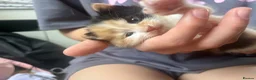 Mixed Breed cats for sale: 5 Cuddly Orange and Calico kittens 💕 - Advert 19