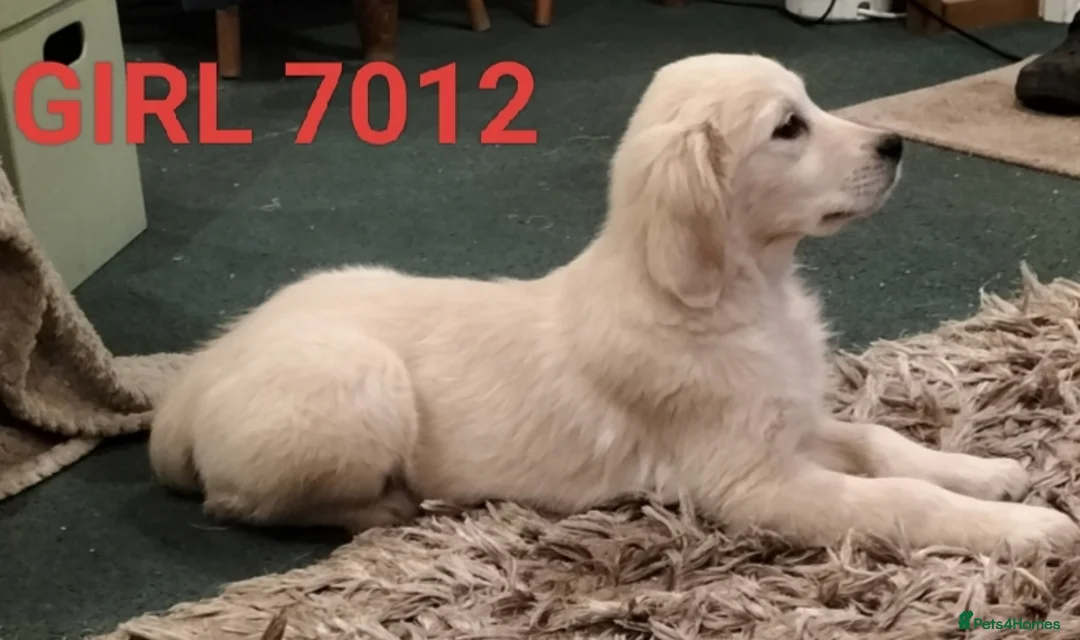 Golden Retriever dogs for sale: GOLDEN RETRIEVER PUPS - Advert 29