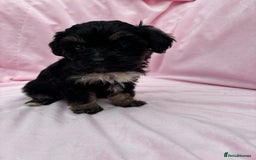 Cavapoo dogs for sale: Ready now Cavapoo puppies for sale  - Image 11