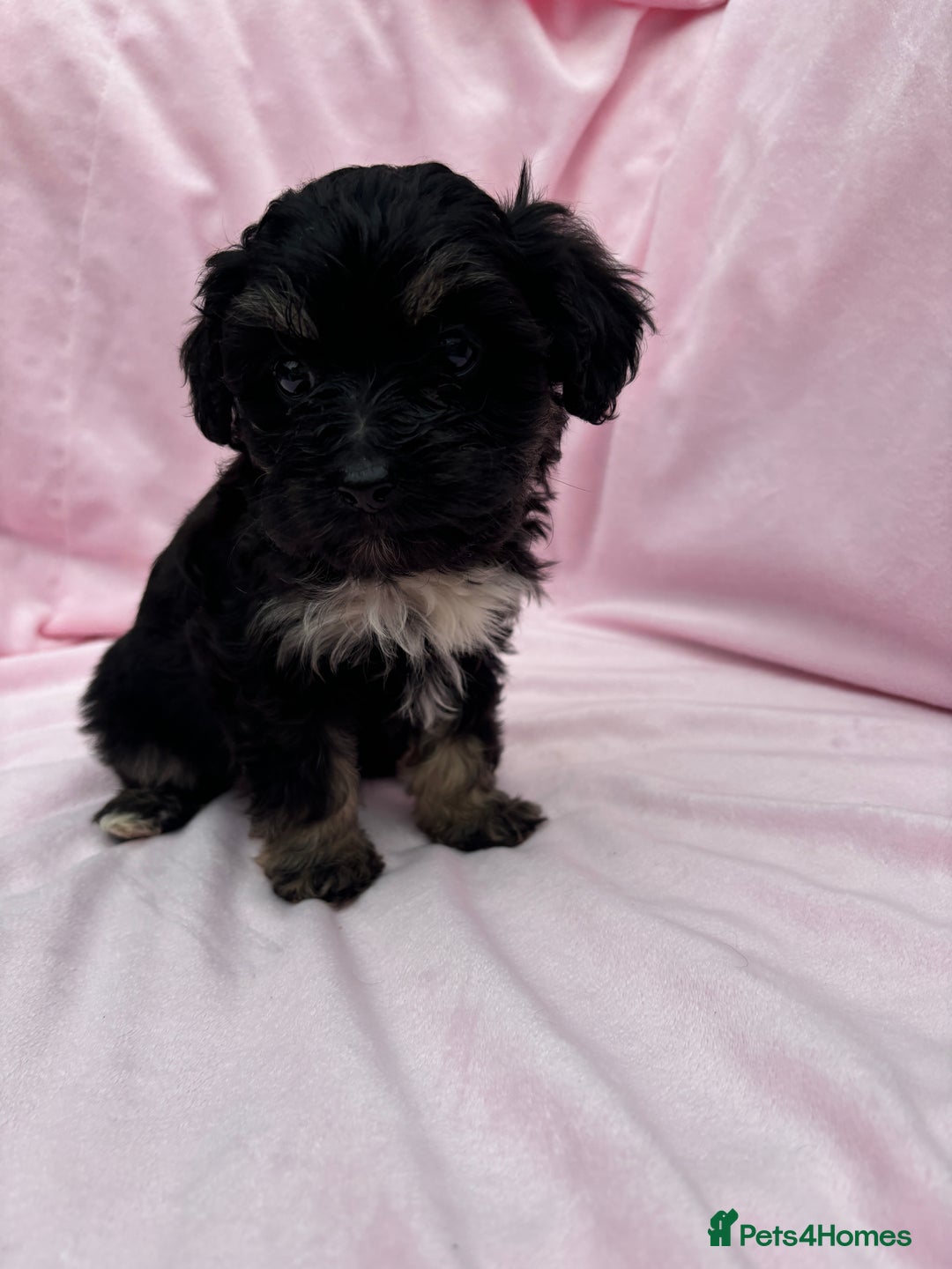 Cavapoo dogs for sale: Ready now Cavapoo puppies for sale  - Image 11