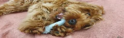 Cockapoo dogs for sale: Male cockapoo pup for sale - Advert 3