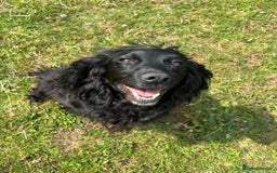 Cockerdor dogs for sale: Cockerdor puppies  - Image 3