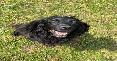 Cockerdor dogs - Advert 9
