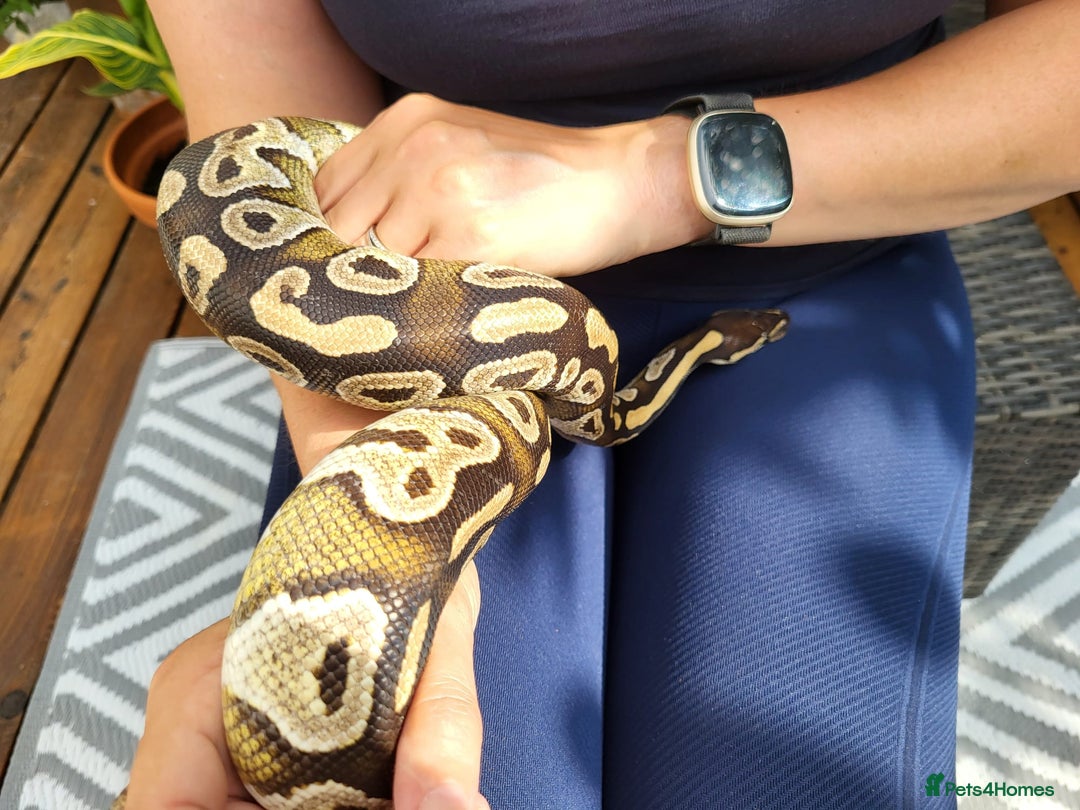 Python Snake reptiles for sale: Female Royal Python with Vivarium - Image 3