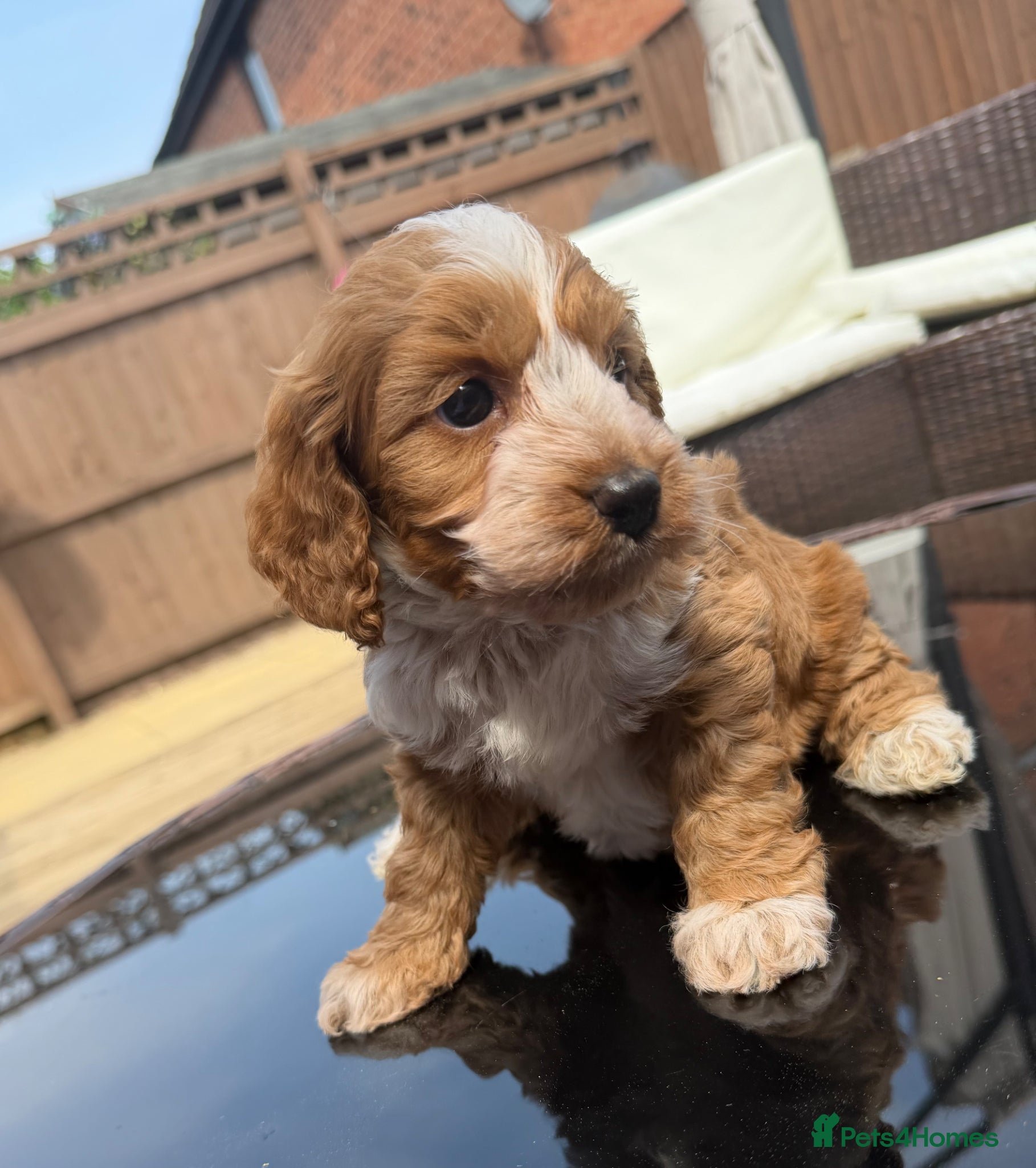 Cockapoo dogs Stunning  F1 Cockapoos PRA Clear Pedigree Parents - Advert 18