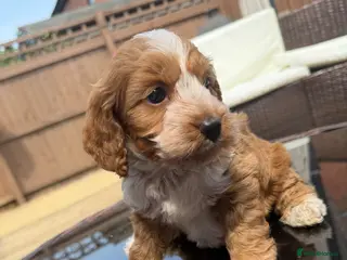 Cockapoo dogs Stunning F1 Cockapoos PRA Clear Pedigree Parents - Advert 18