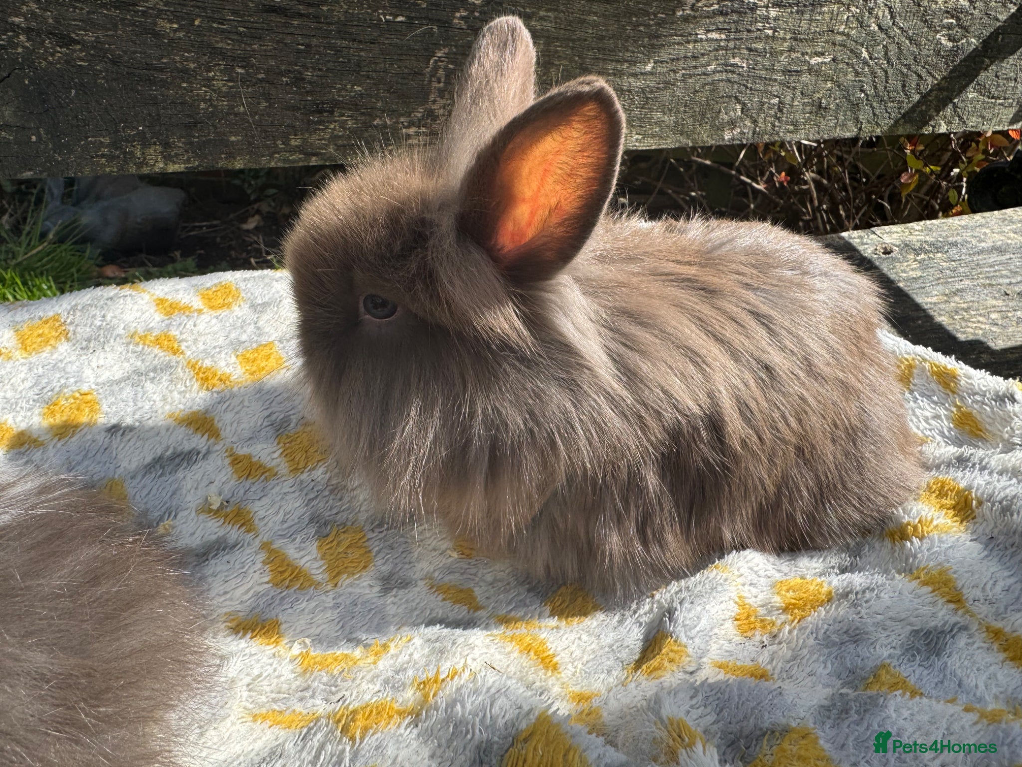 Mini Lop rabbits Beautiful mini lops Ready now  - Advert 2