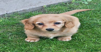 Dachshund dogs - Advert 10