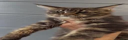 Maine Coon cats for sale: XL black,black smoke,tabby maine coon kittens  - Advert 8