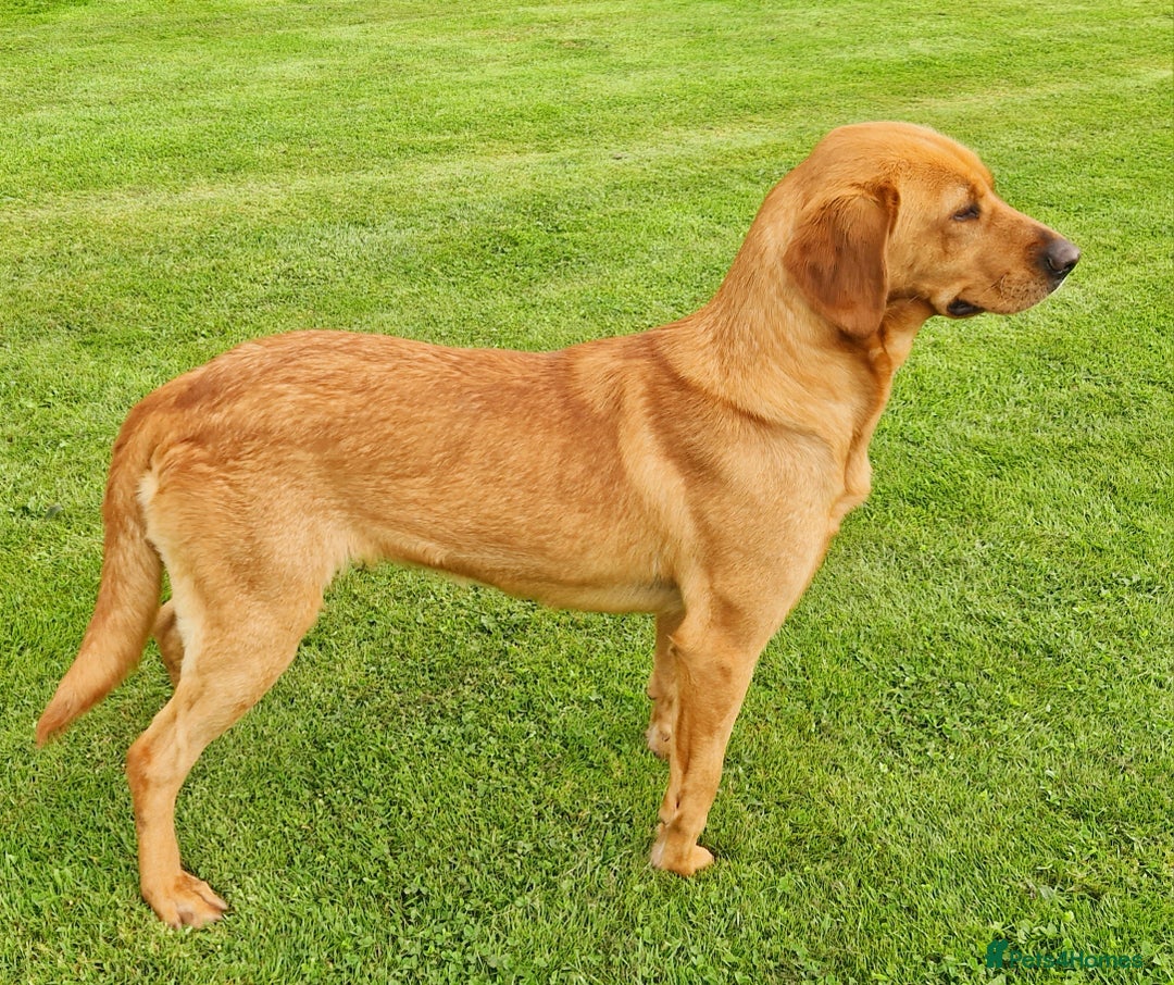 Labrador Retriever dogs for sale: 🐾RETIRED 4 YR OLD FOX RED LABRADOR BITCH 🐾 - Image 6