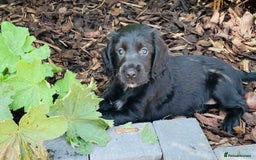 Sprocker dogs for sale: Sprocker Spaniel Puppies  in Swansea - Image 6