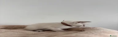 Ragdoll 2