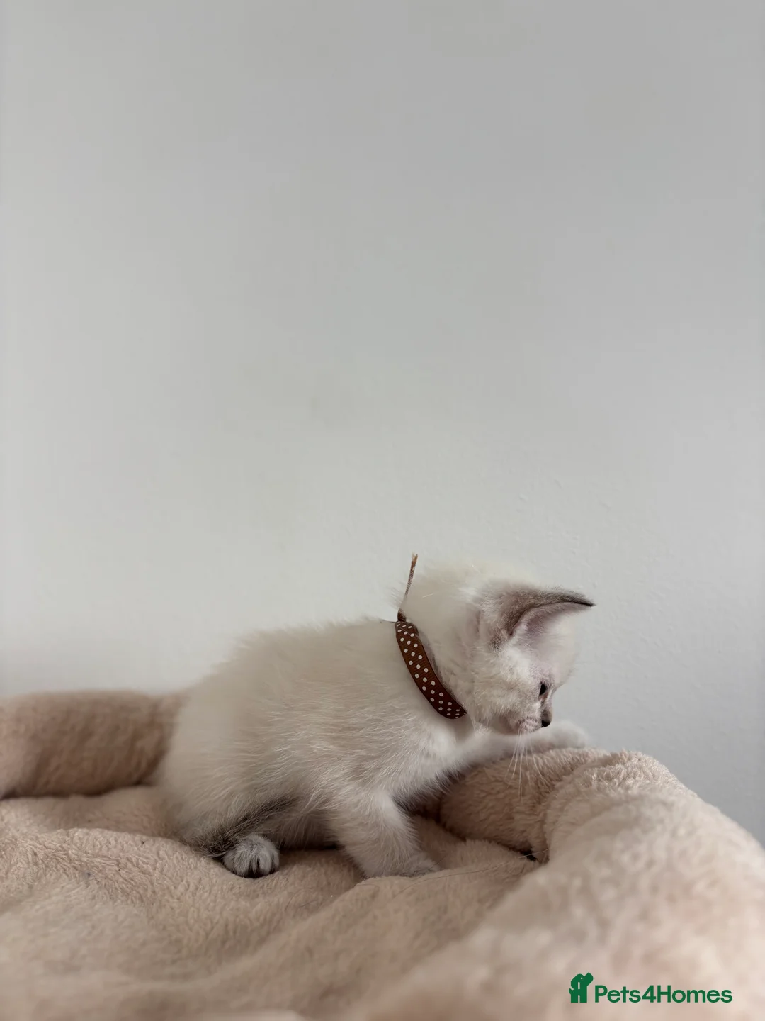 Ragdoll cats for sale: 2 beautiful ragdoll‘s girls for sale  - Advert 2