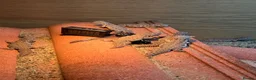 Lizard reptiles for sale: Moroccan Uromastyx babies  - Advert 2