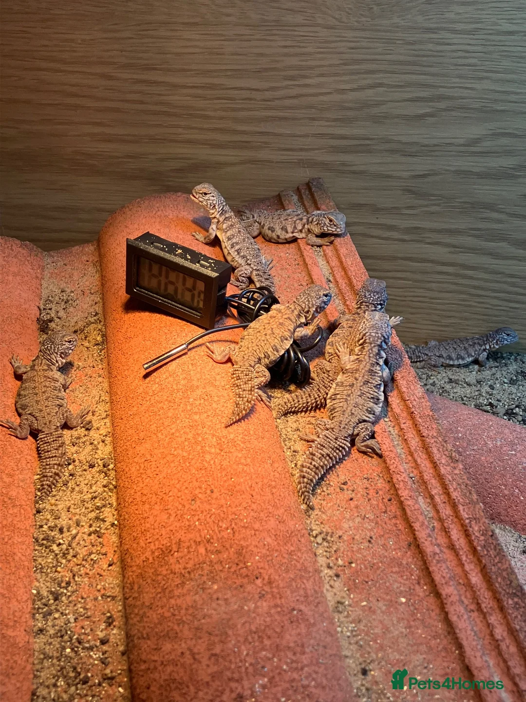 Lizard reptiles for sale: Moroccan Uromastyx babies  - Advert 2