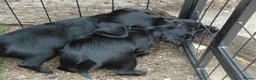Sprocker dogs for sale: Sprocker puppies - Advert 16