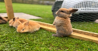 Mini Lop rabbits - Advert 15
