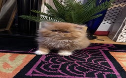 Persian cats for sale: Beautiful red/white pedigree Persian male kitten - Image 4
