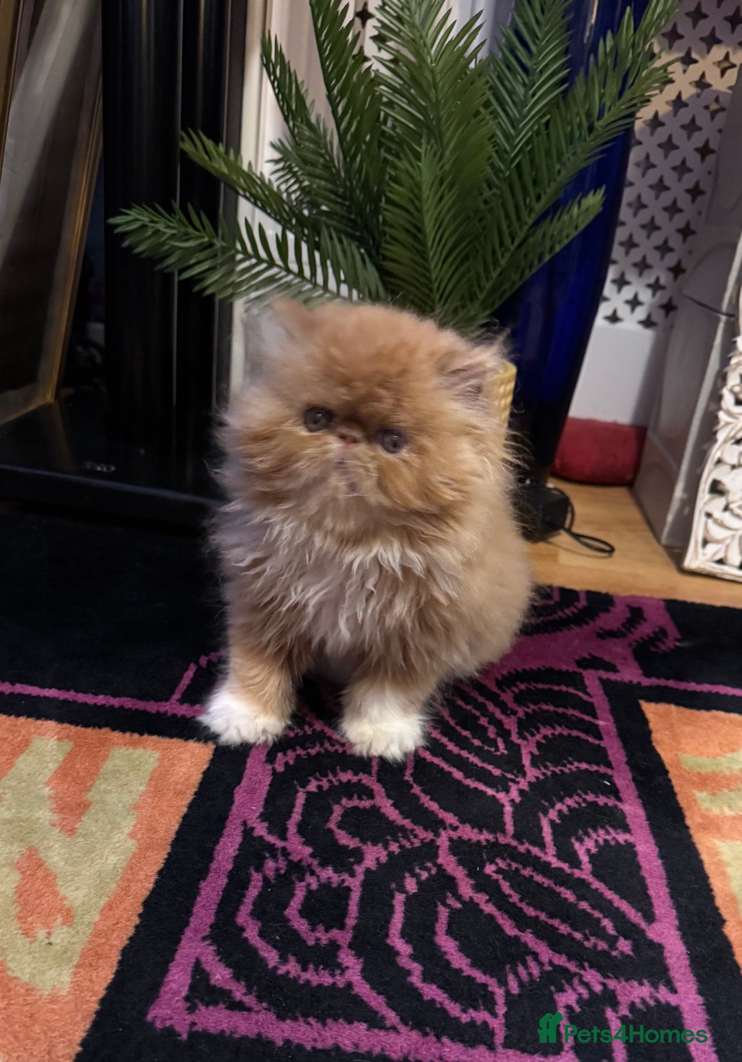 Persian cats for sale: Beautiful red/white pedigree Persian male kitten - Image 4