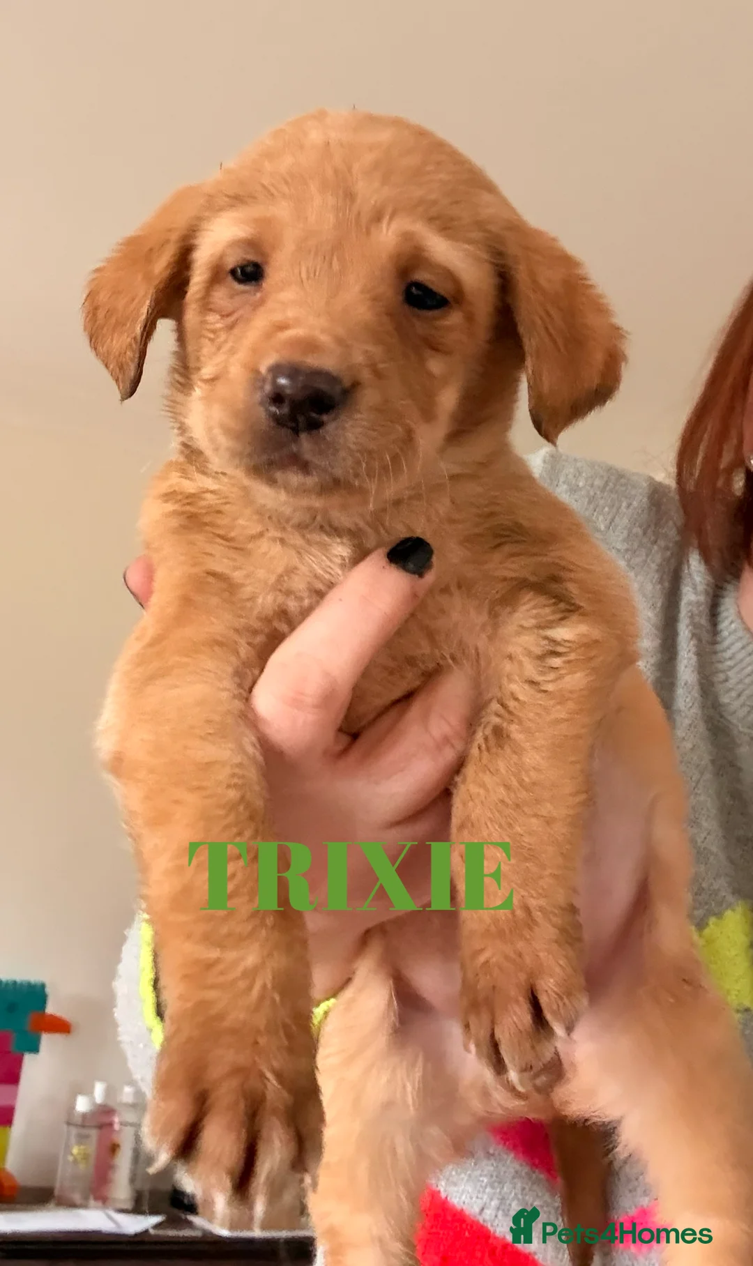 Labrador Retriever dogs for sale: Working Labrador Puppies Black & Fox Red Ready Now - Advert 10