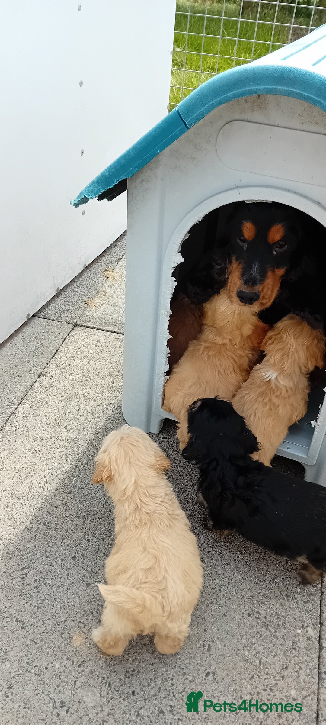 Cockapoo dogs for sale: Cockapoo pups  - Image 2