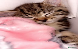 Mixed Breed cats for sale: 13 week old kitten - Image 4