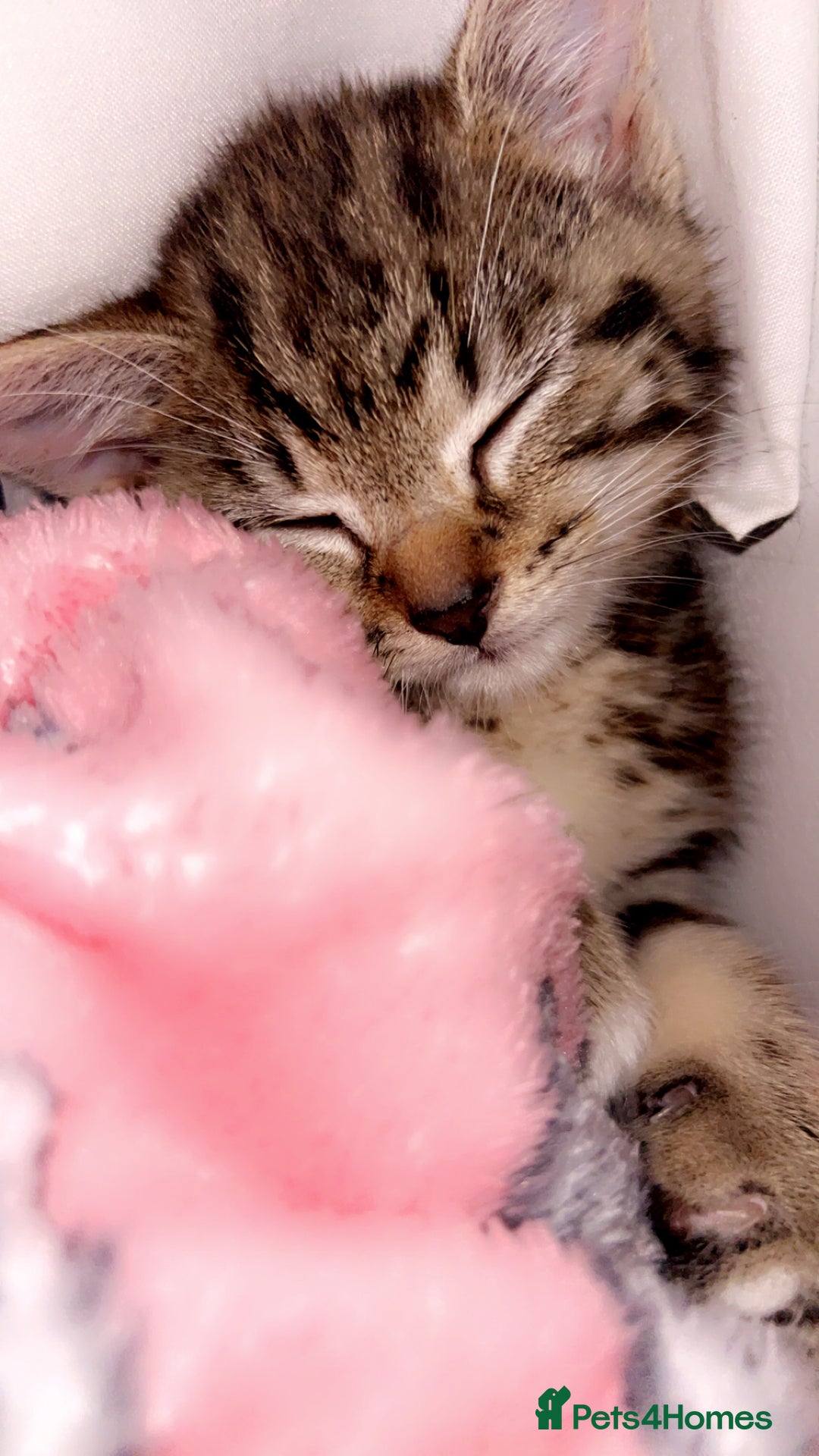 Mixed Breed cats for sale: 13 week old kitten - Image 4