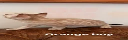 Bengal cats for sale: Beautiful Snow Bengals - Advert 4