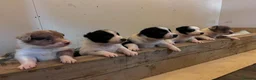 Border Collie dogs for sale: Border Collie Pups - Advert 7