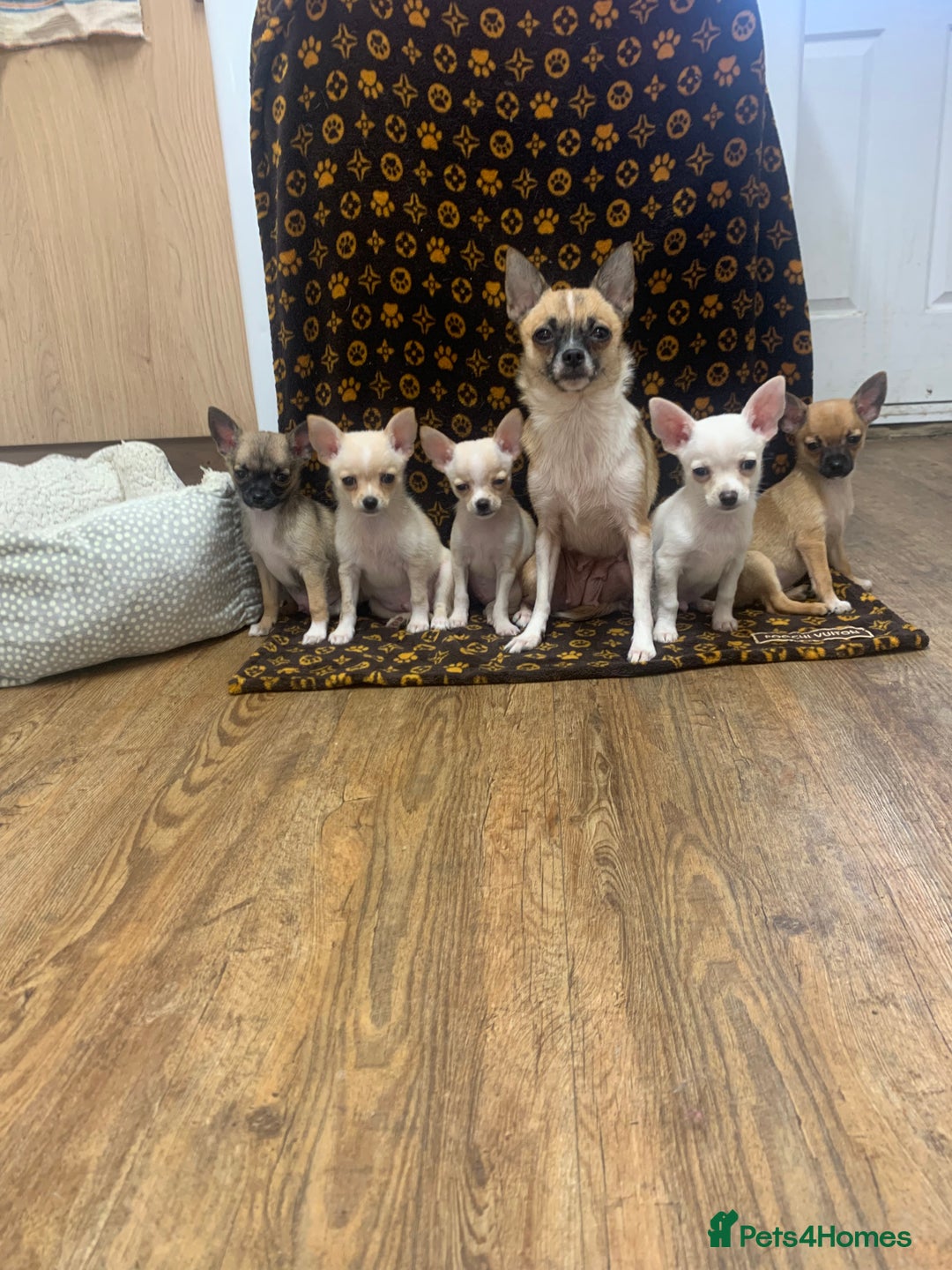 Pomchi dogs for sale: 🐾MALE POMCHI PUPPIES🐾 - Advert 8