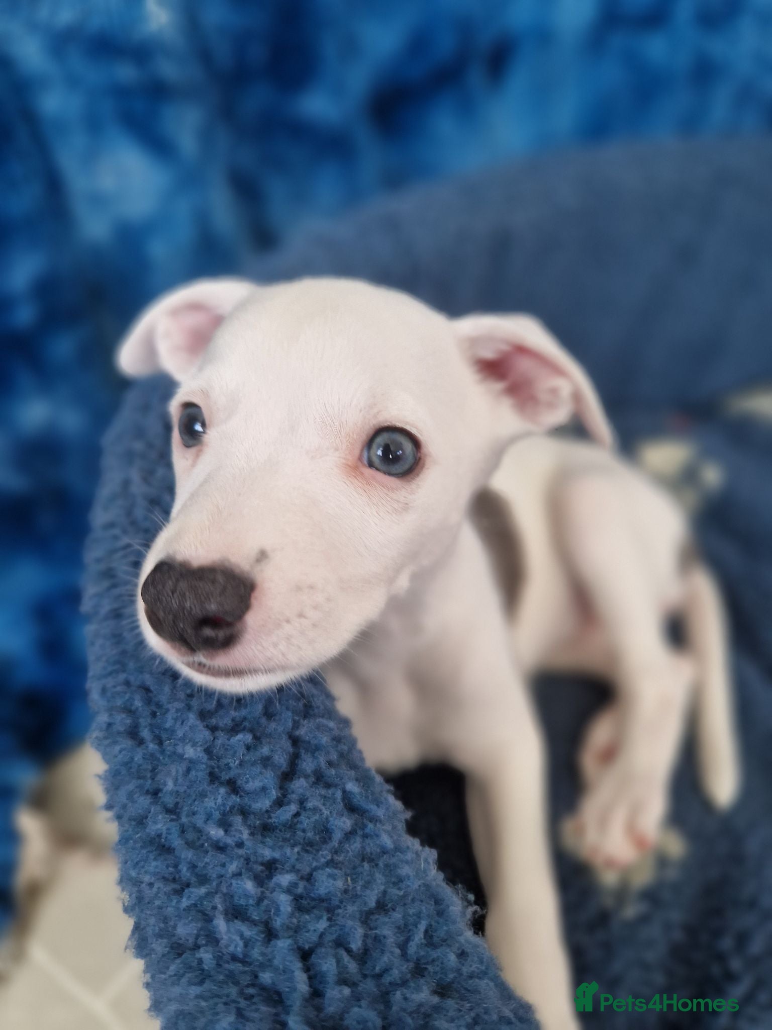 Whippet dogs Heart and DNA tested Blue Parti Whippet Puppies. - Advert 17
