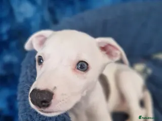 Whippet dogs Heart and DNA tested Blue Parti Whippet Puppies. - Advert 17