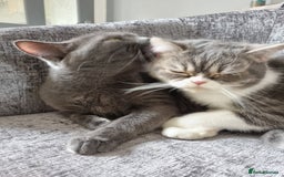 British Shorthair cats for sale: Meet the Dolly's Mom and daughter duo - Image 2