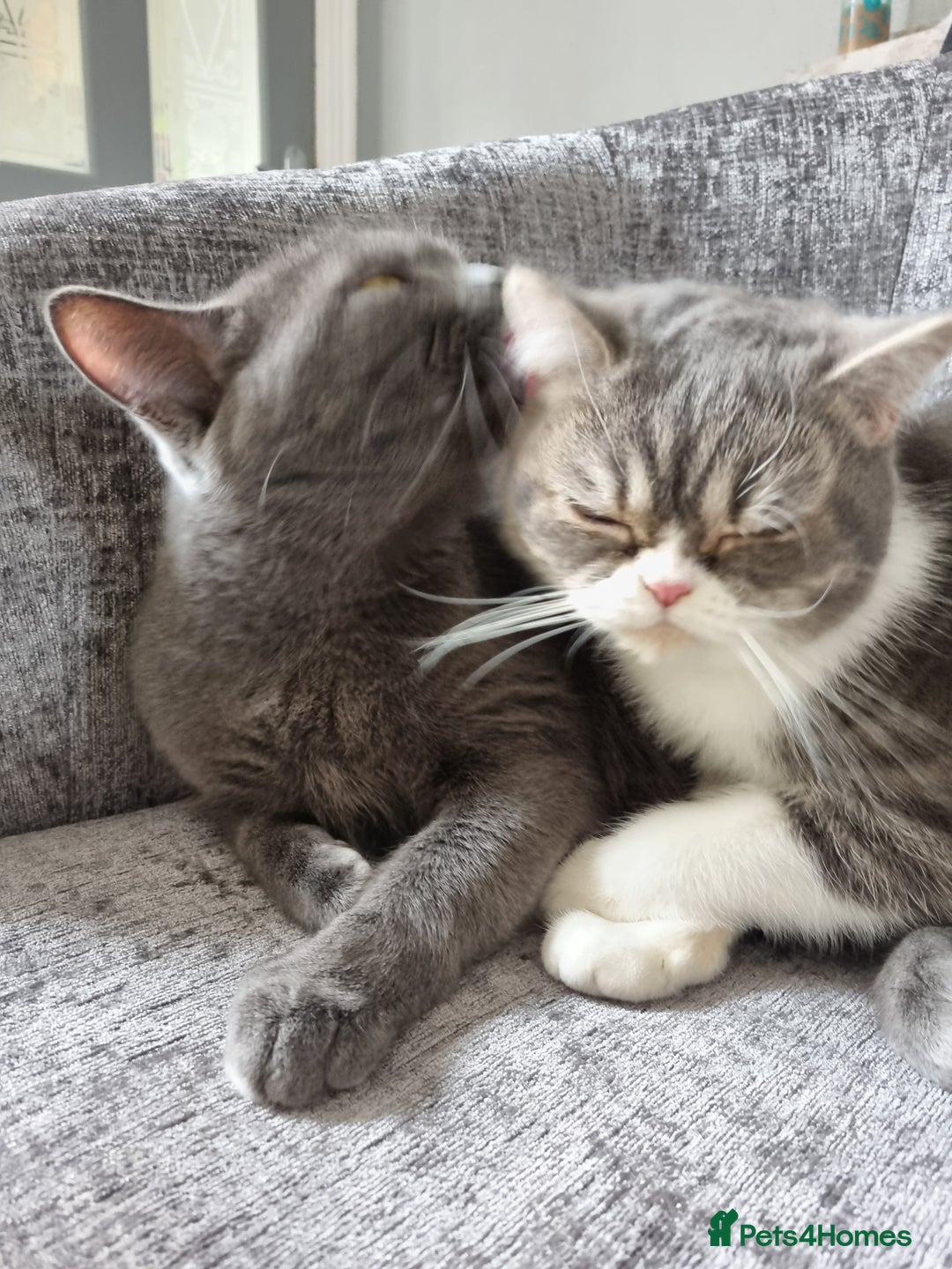 British Shorthair cats for sale: Meet the Dolly's Mom and daughter duo - Image 2