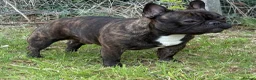 French Bulldog dogs for stud: Standard red brindle stud  - Advert 3
