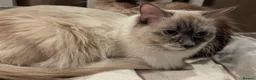 Ragdoll cats for sale: Six beautiful ragdoll kittens - Advert 1