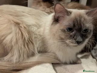 Ragdoll cats Six beautiful ragdoll kittens *1 Boy remaining* - Advert 1