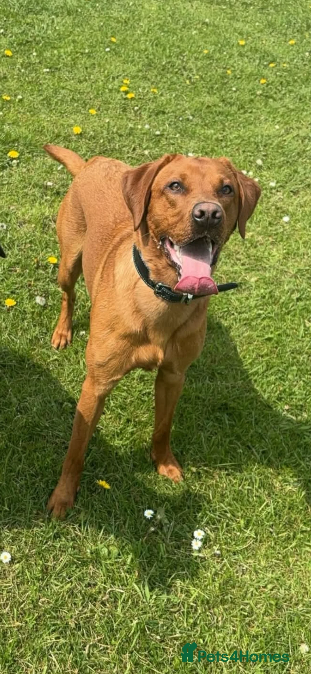 Labrador Retriever dogs for stud: Red fox lab - Advert 13