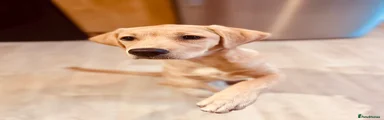 Labrador Retriever 1