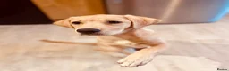 Labrador Retriever dogs for sale: Little miss millie  in Bideford - Advert 3