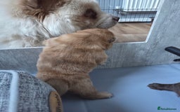 Chow Chow dogs for sale: Rare Chow chow puppies - Image 27