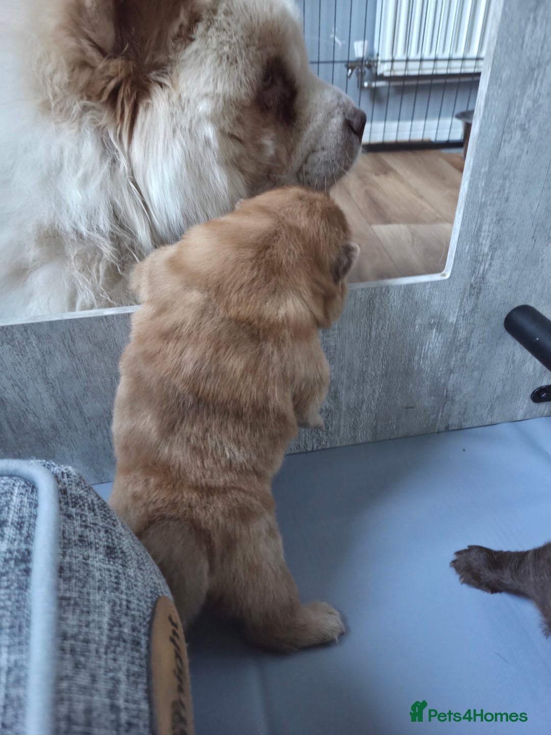 Chow Chow dogs for sale: Rare Chow chow puppies - Image 27