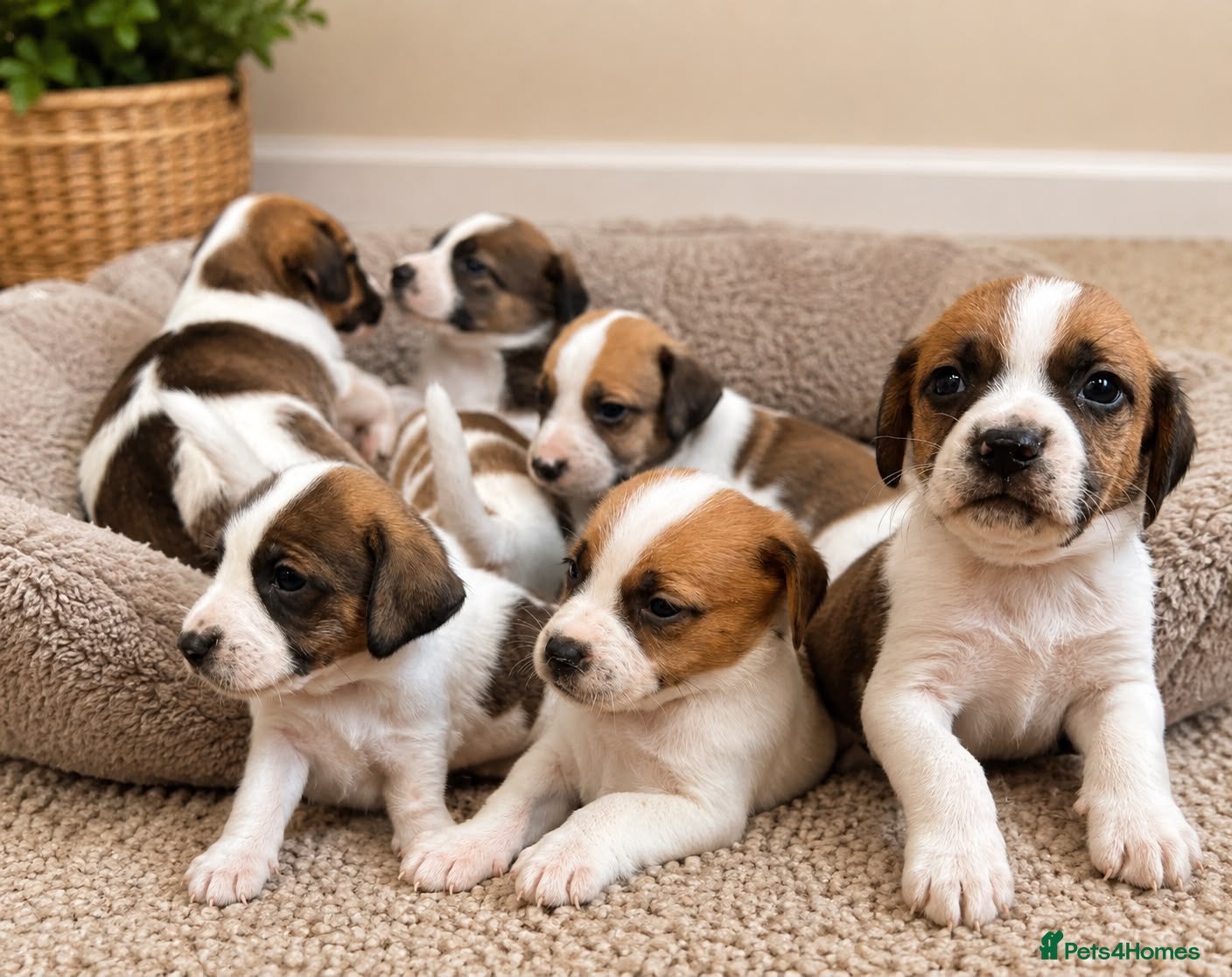 Mixed Breed dogs Beautiful Beagle Puppies - Advert 2