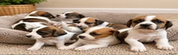 Mixed Breed dogs for sale: Beautiful Beagle Puppies in Warwick - Advert 2