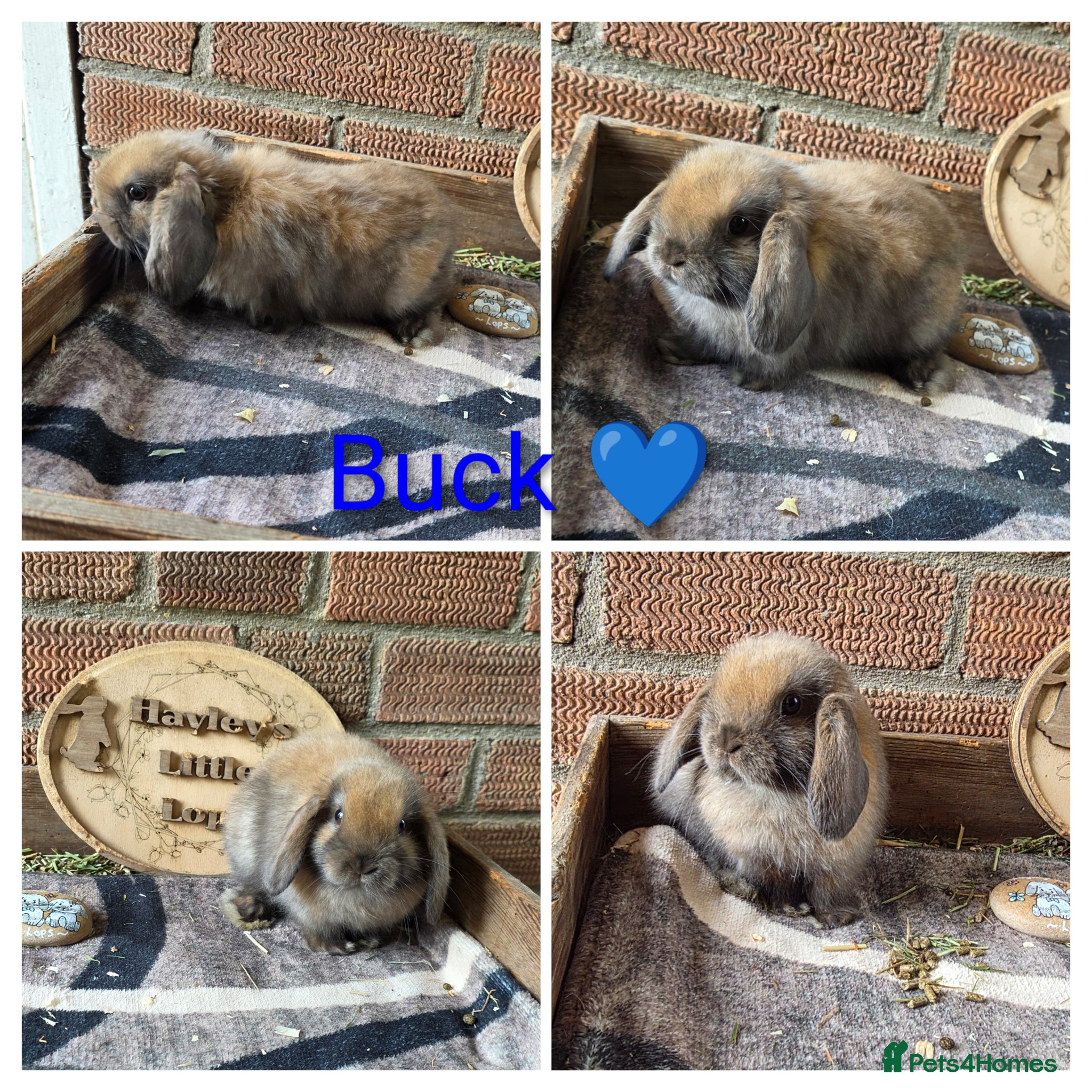 Mini Lop rabbits Gorgeous pure breed mini lops  - Advert 2