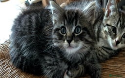 Ragdoll cats for sale: Mixed Ragdoll Kitten - Image 3